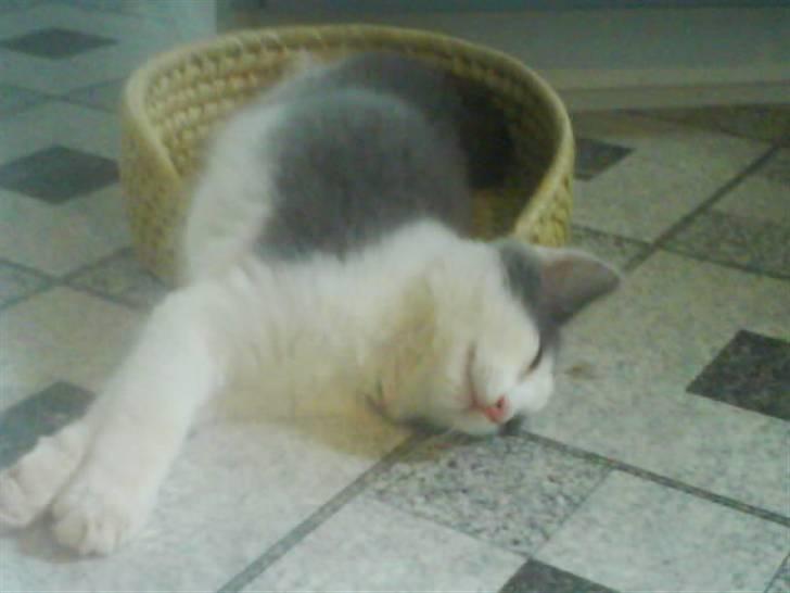 Huskat buller<3333 - altså se lige her! hvad vil i dog gøre når jeg bliver stor?? billede 14