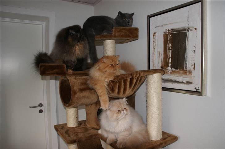 British Shorthair Alberto - Her ses 3 perser og Alberto øverst (: billede 6