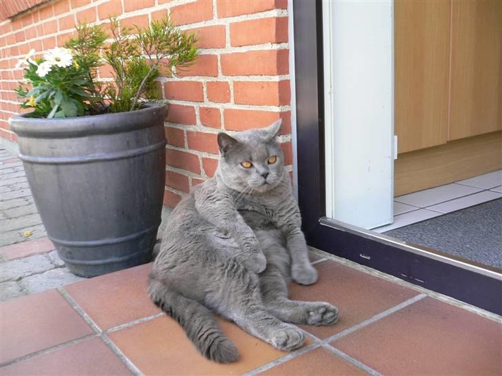 British Shorthair Alberto - Hans specille måde at ligge på (:  billede 7