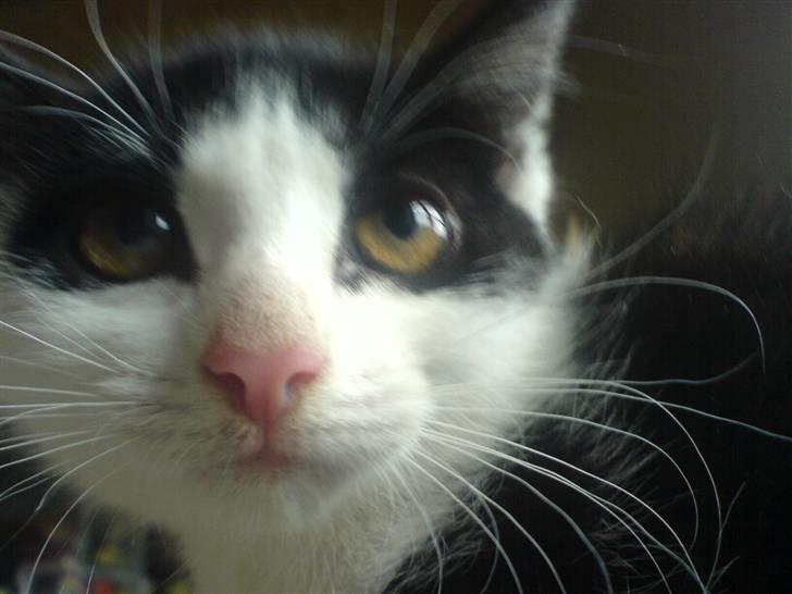 Huskat mogson-DØD- Savn billede 5