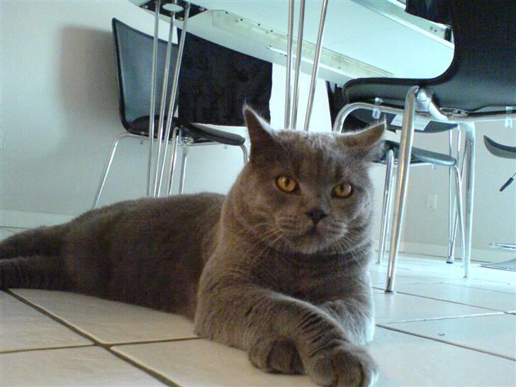 British Shorthair Alberto - Her sidder han og venter på køleskabet bliver åbent (: billede 8