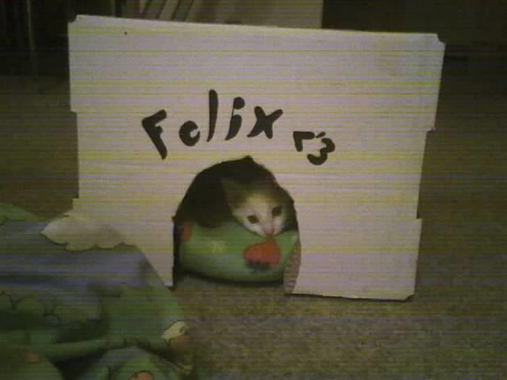 Huskat Felix - Hn kigger lii ud heh  billede 1