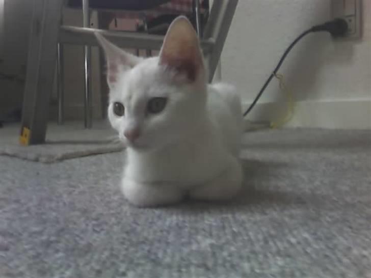 Huskat Felix - En dejlig kat <3 billede 2