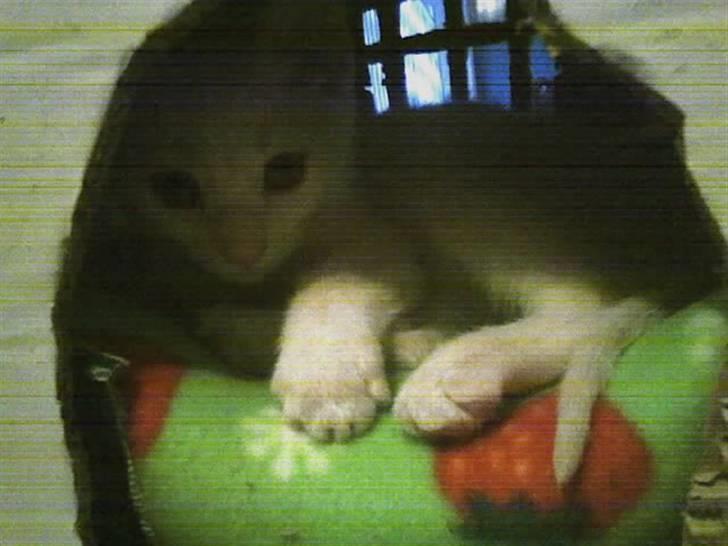 Huskat Felix - Felix har sit eget "hus" men vindue og dør xD billede 3