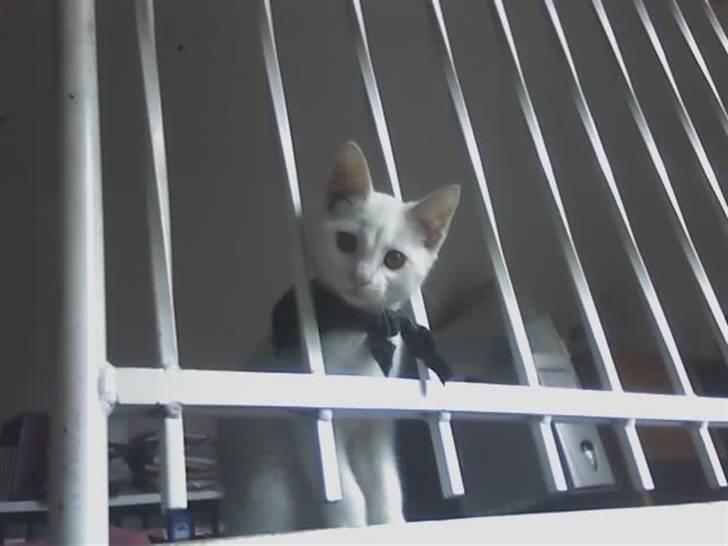 Huskat Felix - Felix kan jo komme oven på så han har oversigten over hele stuen xD billede 5