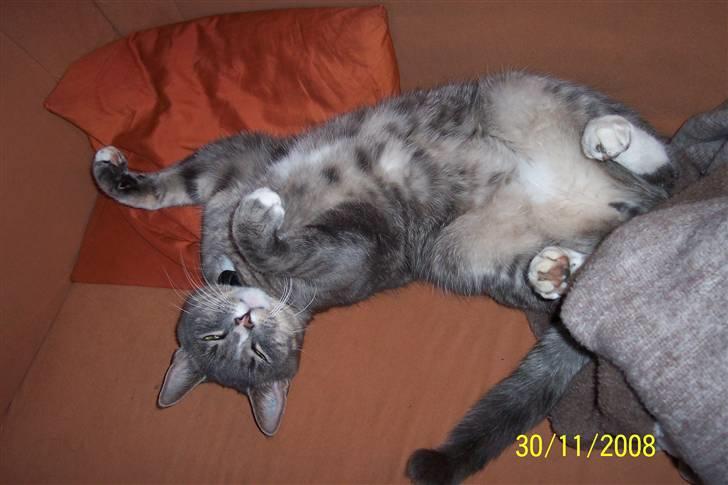 Huskat Anton billede 8