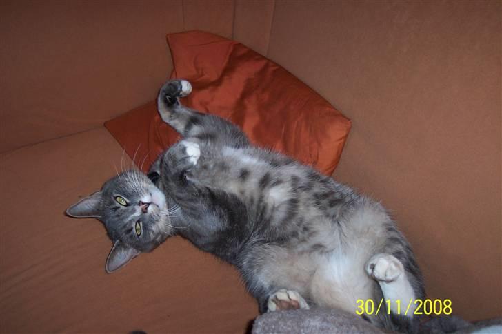 Huskat Anton billede 9