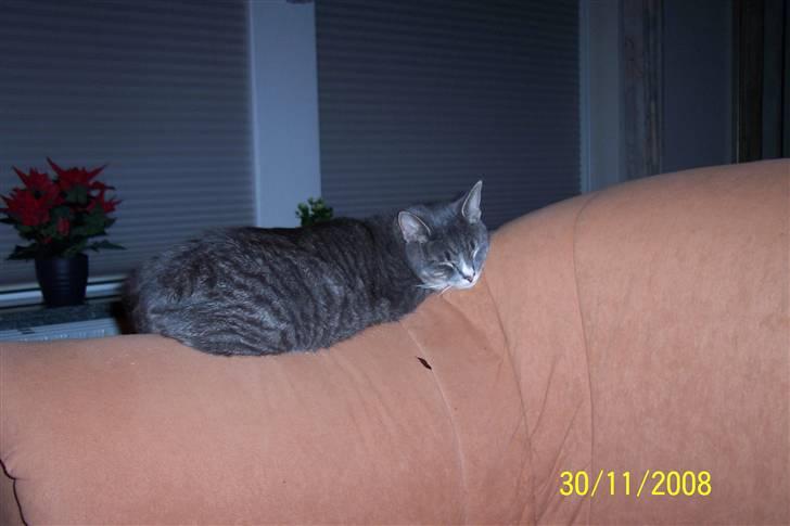 Huskat Anton billede 10