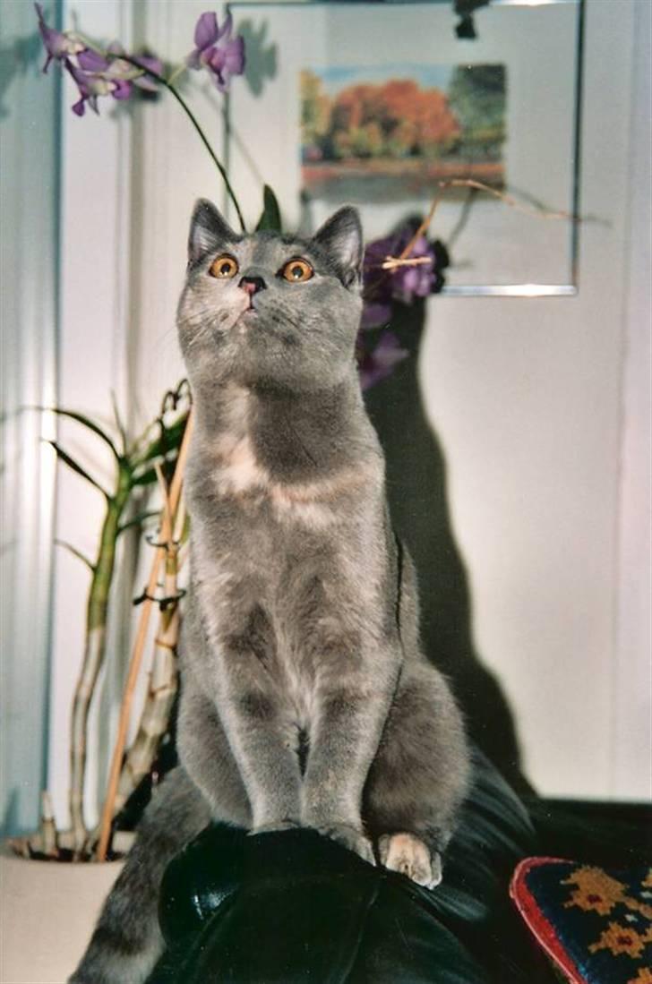 British Shorthair Molly - Velkommen til Molsen´s profil :D  Smid gerne en bedømmelse (8  Foto: mor billede 1