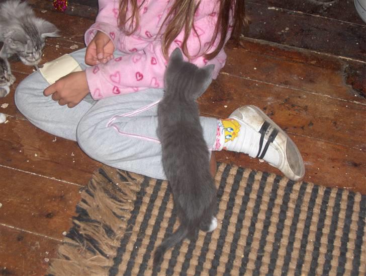 Huskat Pjevs billede 7