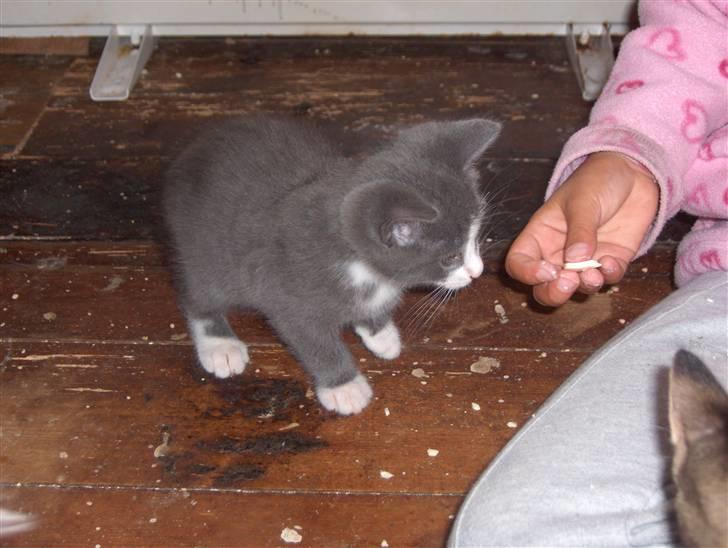 Huskat Pjevs billede 8