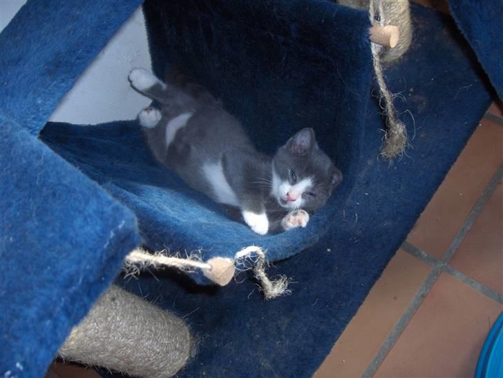 Huskat Pjevs billede 9