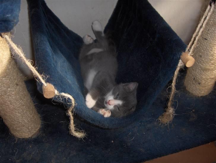 Huskat Pjevs billede 10