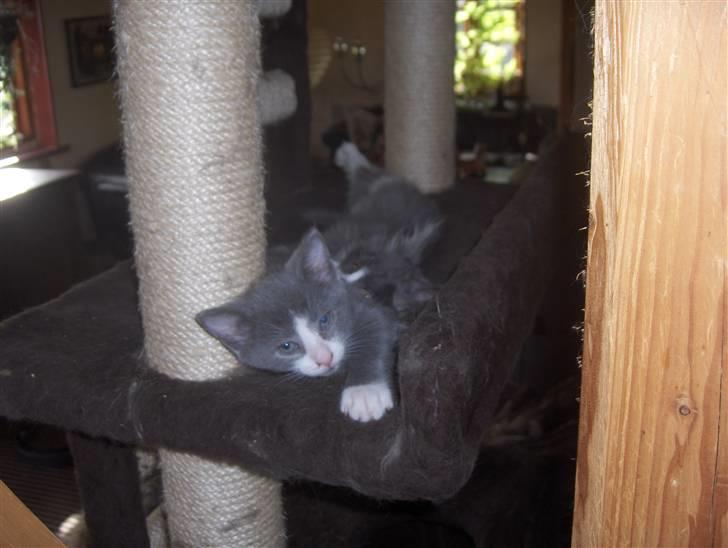 Huskat Pjevs billede 11