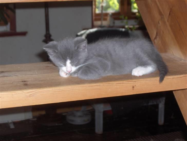 Huskat Pjevs billede 12