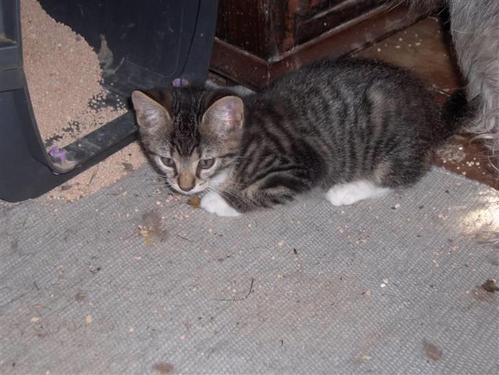 Huskat Tiger billede 5