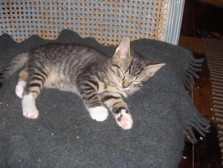 Huskat Tiger billede 6