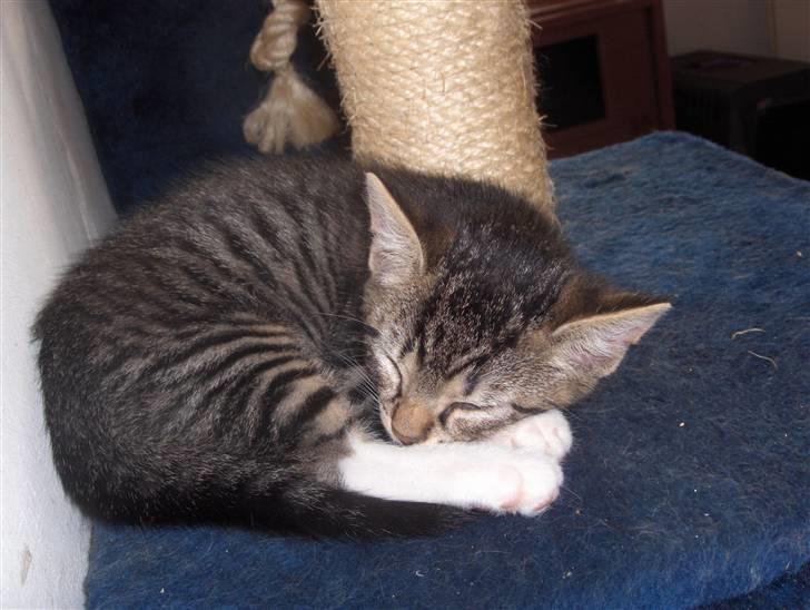 Huskat Tiger billede 7