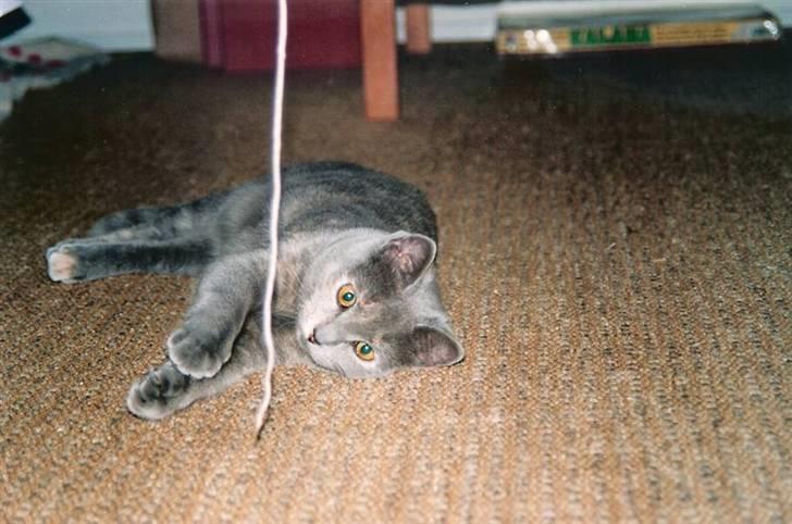 British Shorthair Molly - Uhh hvad er det dog for en sjov tingest den her (= Det er ikke så langt tid efter at vi har fået hende.   Foto: mor billede 2