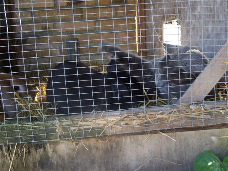 British Shorthair Molly - Og her er hun så sammen med kaninerne (8  Foto: mor billede 3