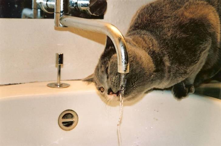 British Shorthair Molly - Så er der kaffepause ... (:   Foto: mig billede 4