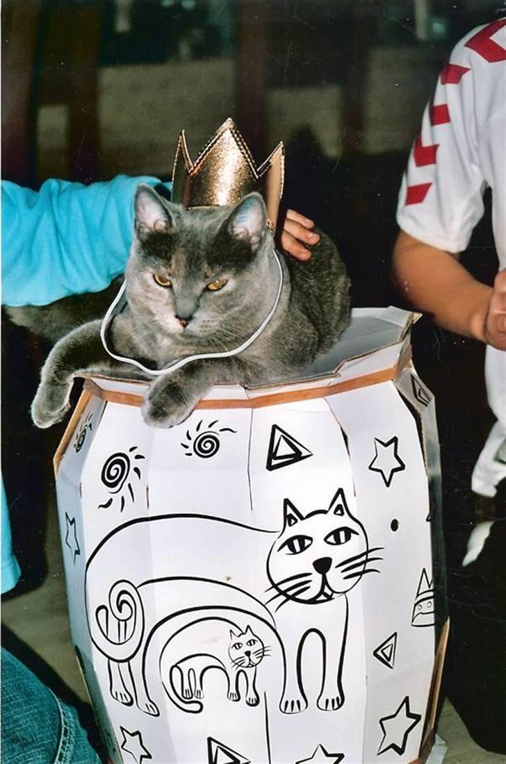 British Shorthair Molly - Du skal ikke tro at du kan slå mig ned xD Molly ser lidt underlig ud, men jeg syntes altså at det er ret sjovt (=   Foto: mor billede 5