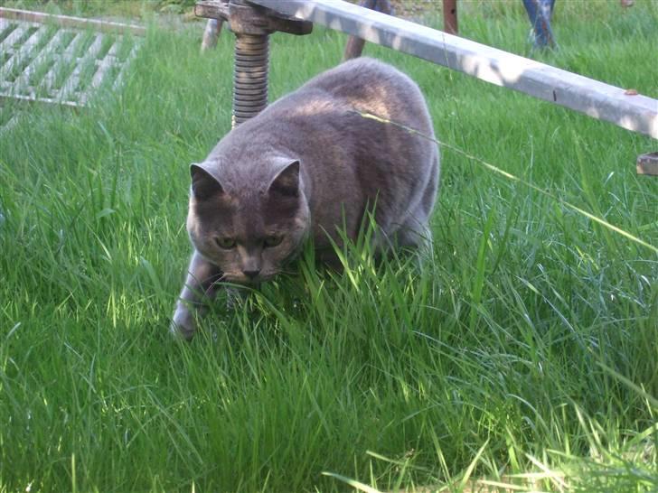 British Shorthair Molly - Og her er Molly så ude i naboens have (: Foto: mig billede 6