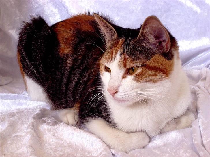 Huskat Muddie - Velkommen til Muddies profil. Kom med en fair bedømmelse - og måske en kommentar? :-) billede 1