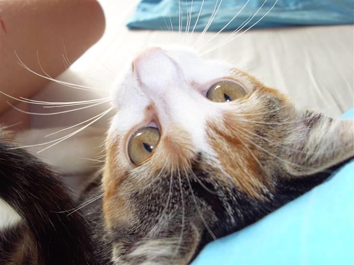 Huskat Muddie - Så fin en mis. billede 2