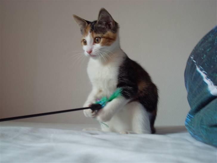 Huskat Muddie - Tøsen kan af og til sammenlignes med en kanin. billede 3