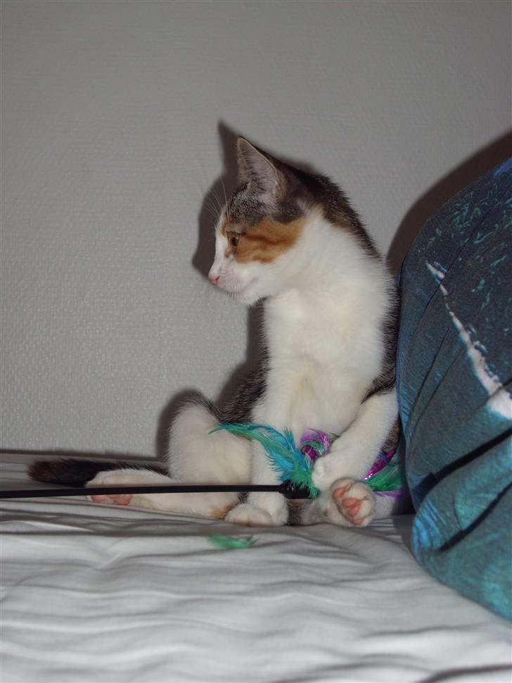 Huskat Muddie - Skøre kat. billede 4