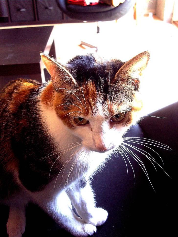 Huskat Muddie - Her befinder hun sig på et af hendes yndlings-steder: stole. billede 5