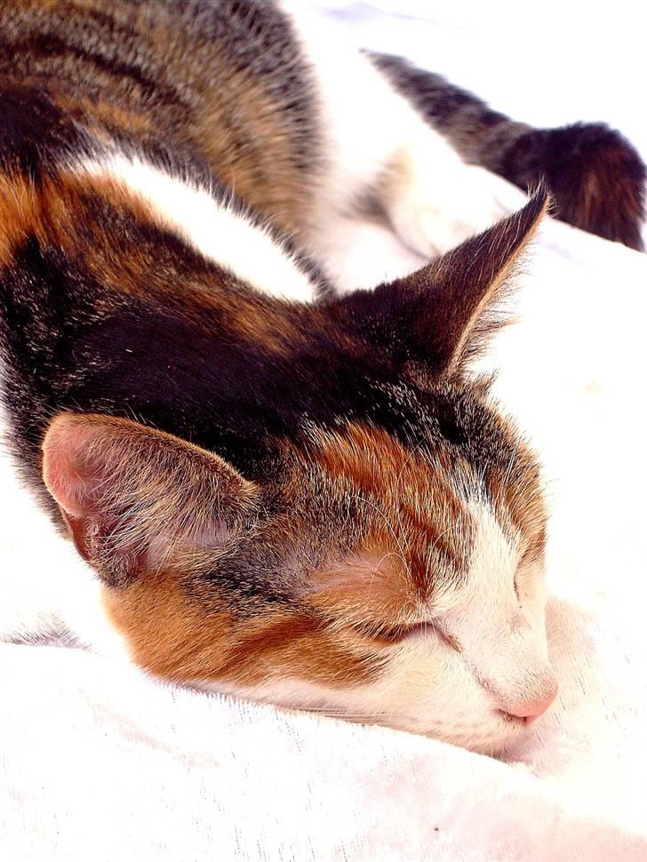 Huskat Muddie - En træt mis. :) billede 6