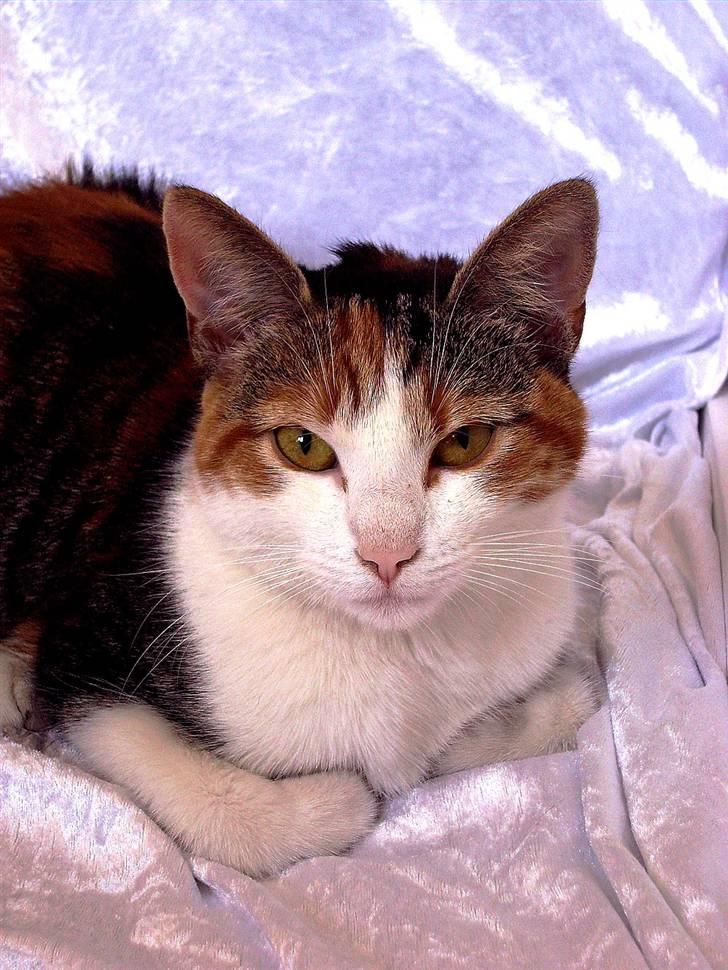 Huskat Muddie - Muddie, der stadigvæk er træt, men slår blikket op for en stund. billede 7