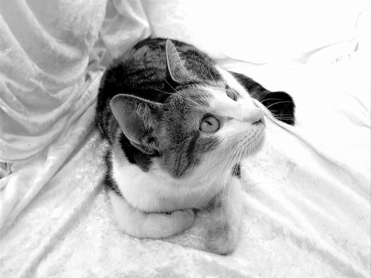 Huskat Muddie - En ellers træt, men opmærksom Muddie. billede 8