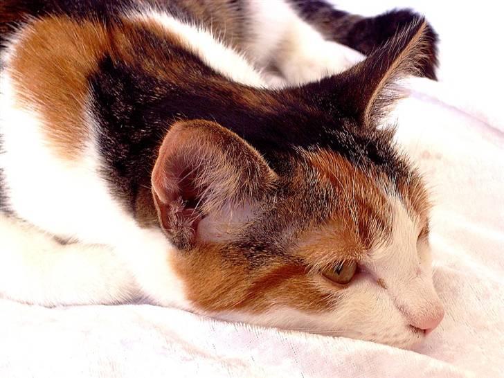 Huskat Muddie - Hun lagde sig bare til at sove i min lille hjemmelavede fotokasse. :) billede 9