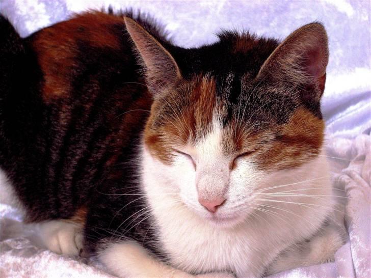 Huskat Muddie - åh, hun var træt. :) billede 10