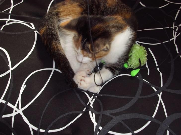 Huskat Muddie - Den er også så hurtigt væk igen.. billede 11