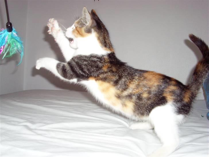 Huskat Muddie - Er der gemt en tiger i den lille mis? billede 12