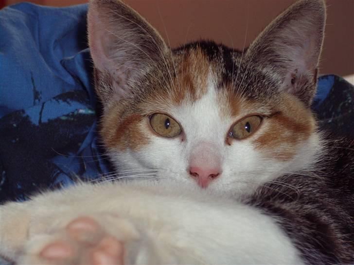 Huskat Muddie - Putte. billede 13