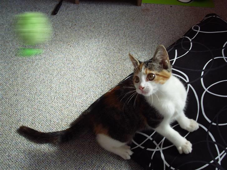 Huskat Muddie - Den dims er for hurtig til Muddie. ;) billede 14