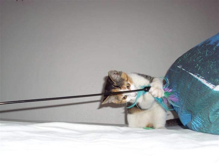 Huskat Muddie - Jeg fik dig. billede 15