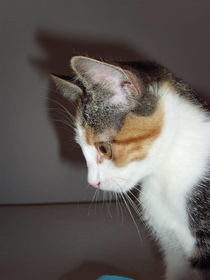 Huskat Muddie - Fra siden. billede 16