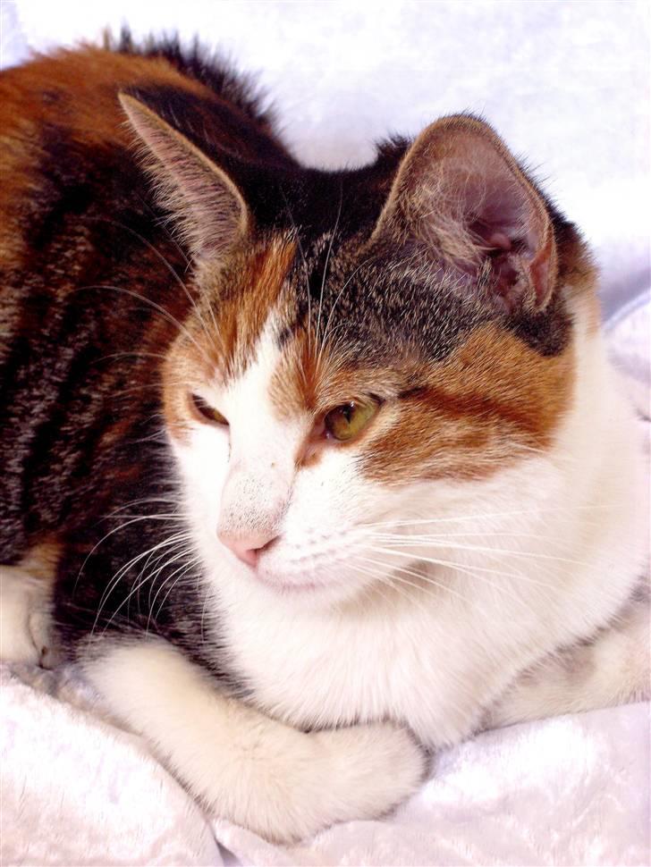 Huskat Muddie - Hun er så smuk! ;) billede 17