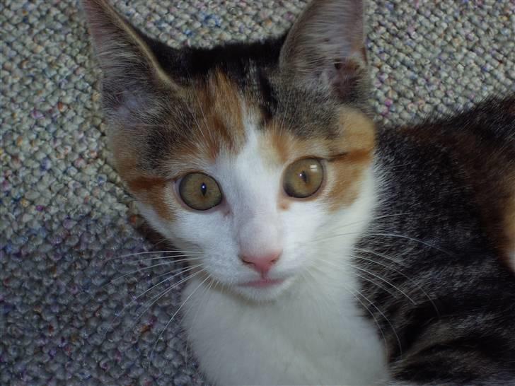 Huskat Muddie - Et uheldigt billede. ;-) billede 18