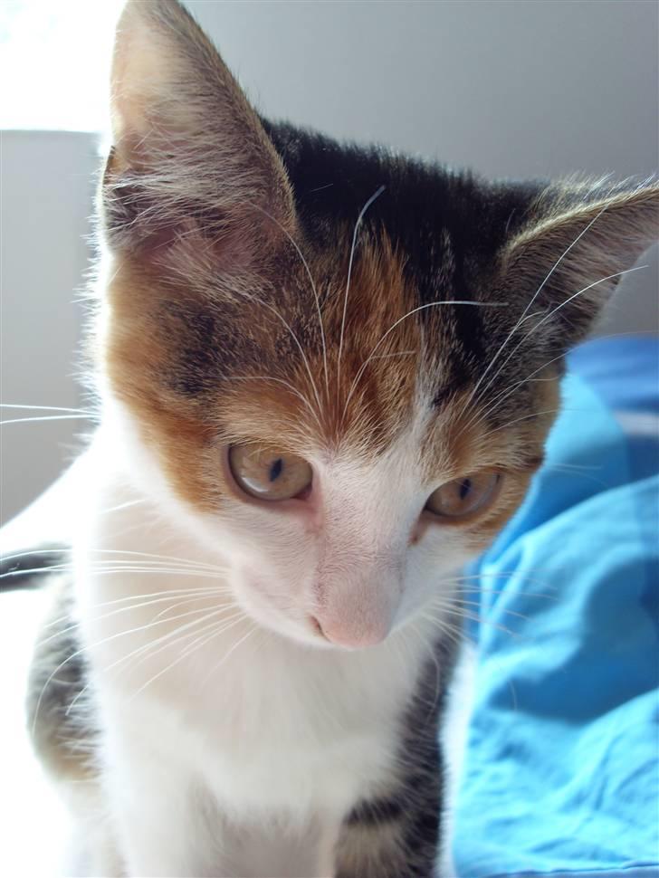 Huskat Muddie - Helt tæt på. billede 19