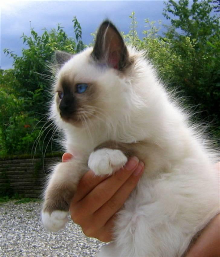 Hellig Birma Chicabee's Calypso  - Calypso 12 uger gammel....og snart flytteklar *suuk* billede 15