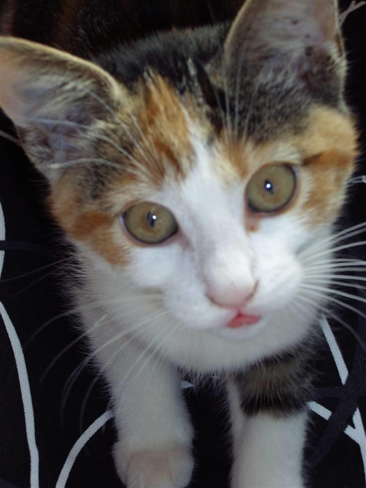 Huskat Muddie - Desværre lidt utydeligt, men er det ikke en tunge man kan se? ;) billede 20