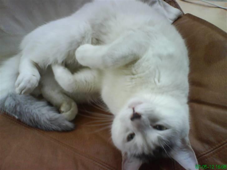 Huskat Pelle billede 1