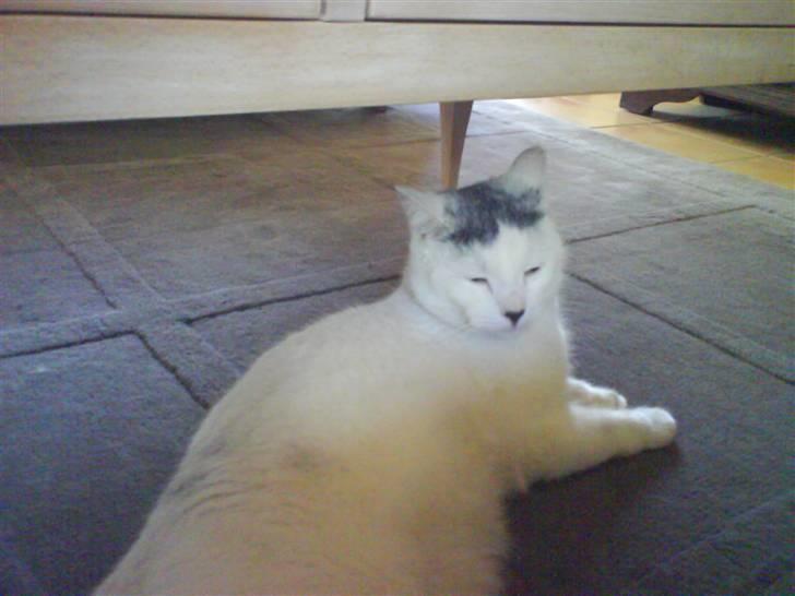 Huskat Pelle billede 2